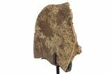 Fossil Turtle Shell Section w/ Metal Stand - South Dakota #335494-3